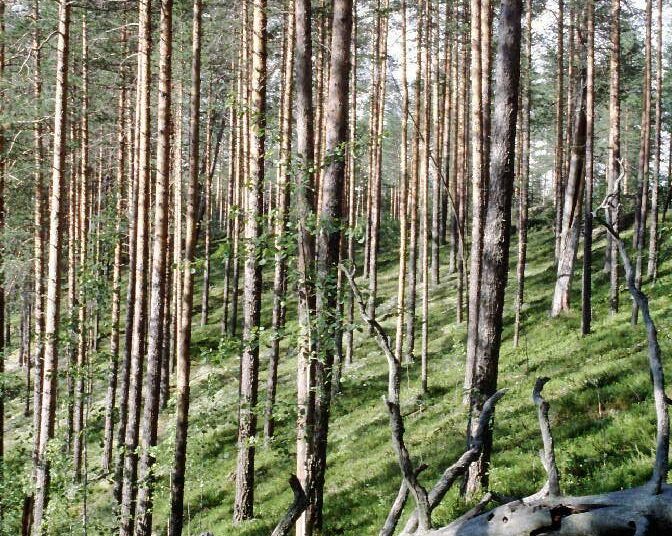Kulttuuriperintöä inventoidaan sekä valtion talousmetsissä että suojelualueilla.
