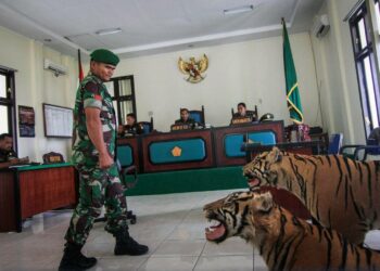 Kaksi täytettyä sumatrantiikeriä oli todisteena oikeudenkäynnissä lokakuussa Banda Acehissa Sumatralla.