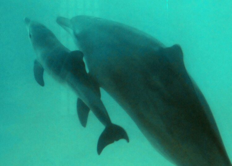 Delfiiniemo ja poikanen indonesialaisessa delfinaariossa.