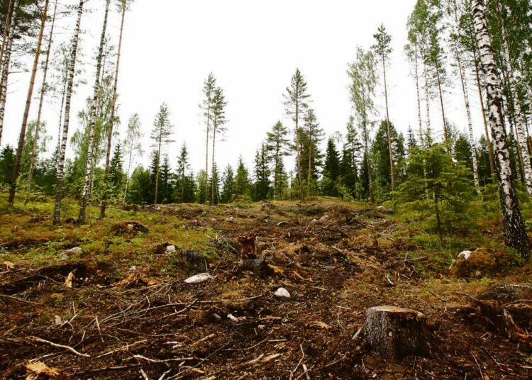 Kirjoittajan mukaan Suomen metsien vuosikasvua voidaan lisätä.