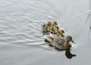 Yksinäisistä eläintenpoikasista huolestutaan herkästi, vaikka niillä ei yleensä ole hätää. Nämä sinisorsauntuvikot ovat vielä tiiviisti emonsa kyljessä.