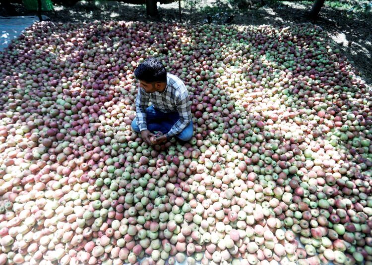 Kashmirin omenoiden viljely on kärsinyt epätavallisista säistä, joista syytetään ilmastonmuutosta.