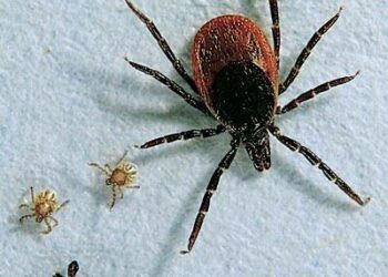Punkit voivat levittää sekä viruksen (TBE) aiheuttamaa puutiaisaivotulehdusta että borrelioosia.