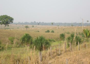 Puutavaran hankinta, karjatalous ja maanviljely ovat aiheuttaneet laajaa tuhoa sademetsissä Brasilian Mato Grosson osavaltiossa.