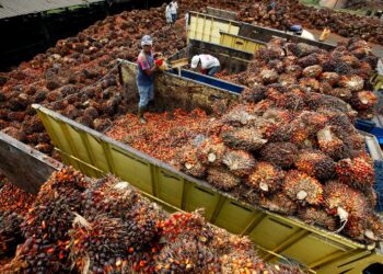 Palmuöljyviljelmät ovat viime vuosikymmeninä haukanneet sademetsiä erityisesti Indonesiassa.