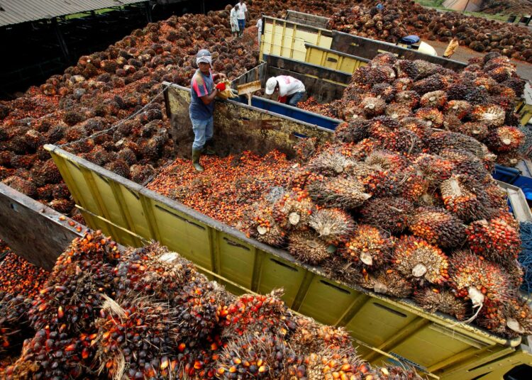 Palmuöljyviljelmät ovat viime vuosikymmeninä haukanneet sademetsiä erityisesti Indonesiassa.
