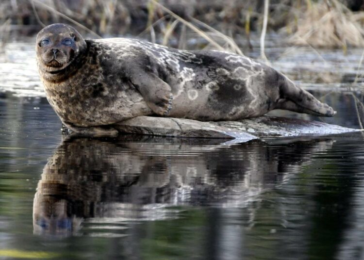 Saimaannorppa (Pusa hispida saimensis) rantakivellä Saimaan Orivedellä.