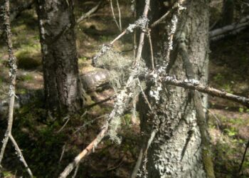 Kyselytutkimuksen mukaan suomalaiset kannattavat kunnianhimoisempaa ilmastopolitiikkaa.