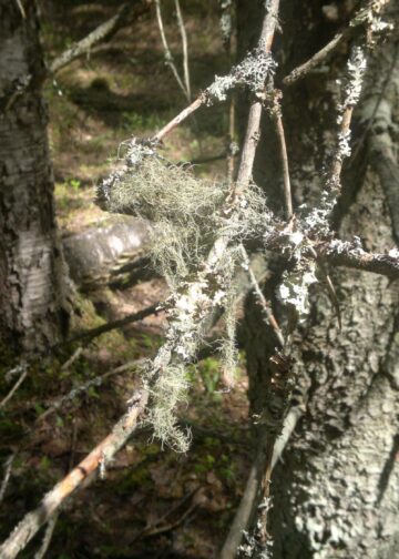 Kyselytutkimuksen mukaan suomalaiset kannattavat kunnianhimoisempaa ilmastopolitiikkaa.