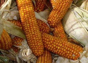 Maissi oli aiheuttaa kauppasodan Yhdysvaltain ja EU:n välille.