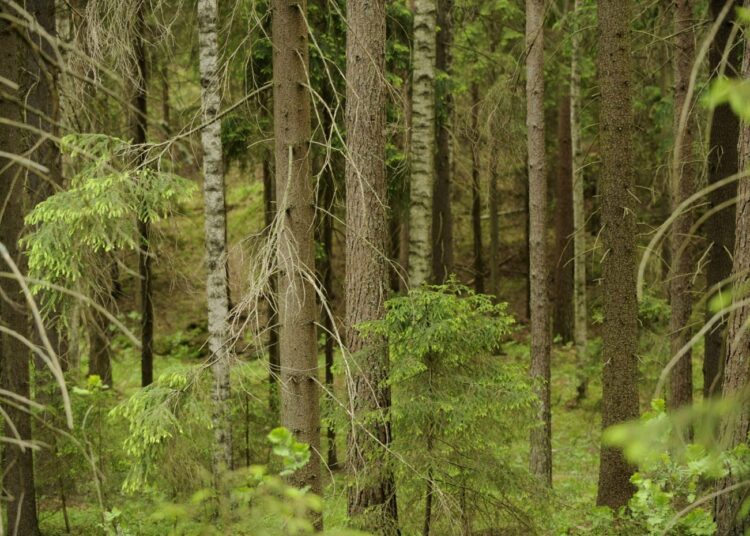Metsää Sipoonkorvessa.