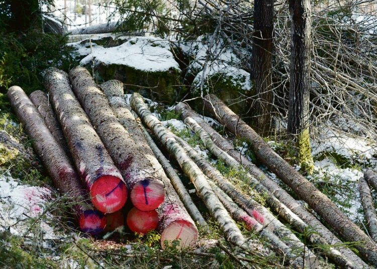 Kirjoittajan mukaan Suomen nykyinen metsä- ja biotalous on huijausta.