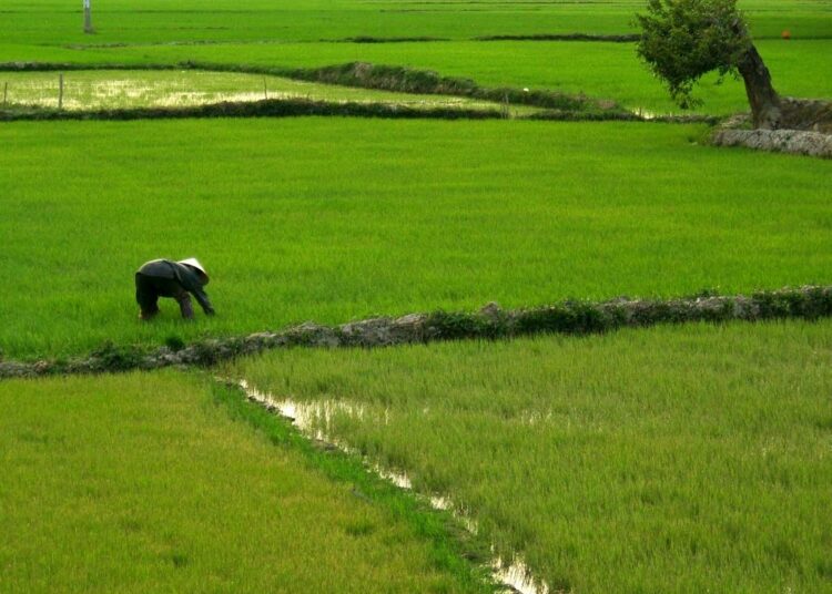 Riisinviljely vaikeutuu Vietnamissa ilmastonmuutoksen vuoksi.