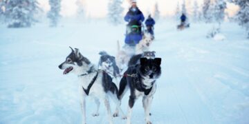 Koiravaljakot taivaltavat Saariselän metsä- ja tunturimaastossa 10-16 kilometrin safareja.