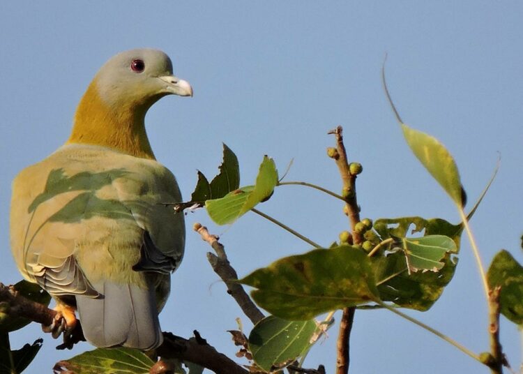 Huiluviherkyyhkykin (Treron phoenicoptera) viihtyy Punjabin metsissä.