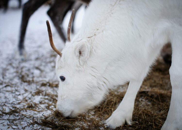 Poro muodostaa tuntureihin biotoopin, mutta laidunnuspaineen kasvaessa sen vaikutus ympäristöön on pikemminkin negatiivinen.