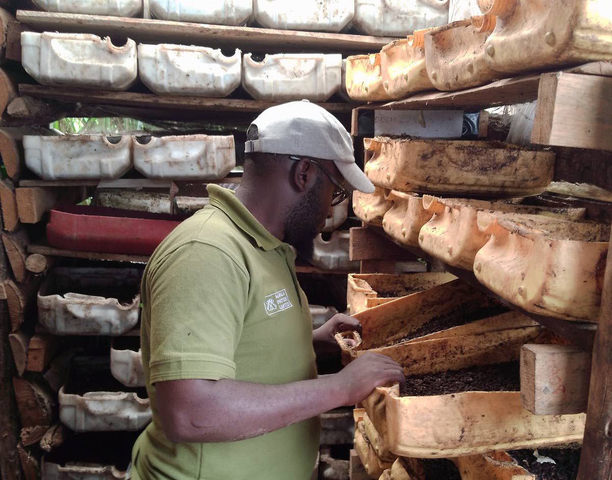 Ugandassa mustasotilaskärpäset auttavat lannoitepulan vaivaamia maanviljelijöitä