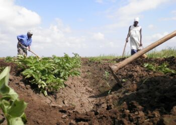 Suuri osa köyhien maiden pienviljelijöistä on naisia. Maailman ruokaturva paranee, kun heitä autetaan kohentamaan elinkeinoaan, YK:n maatalousjärjestöt arvioivat.