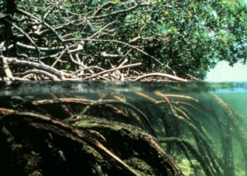 Erityisen tärkeitä mangrovemetsät ovat luonnon tasapainolle Etelä-Aasiassa.