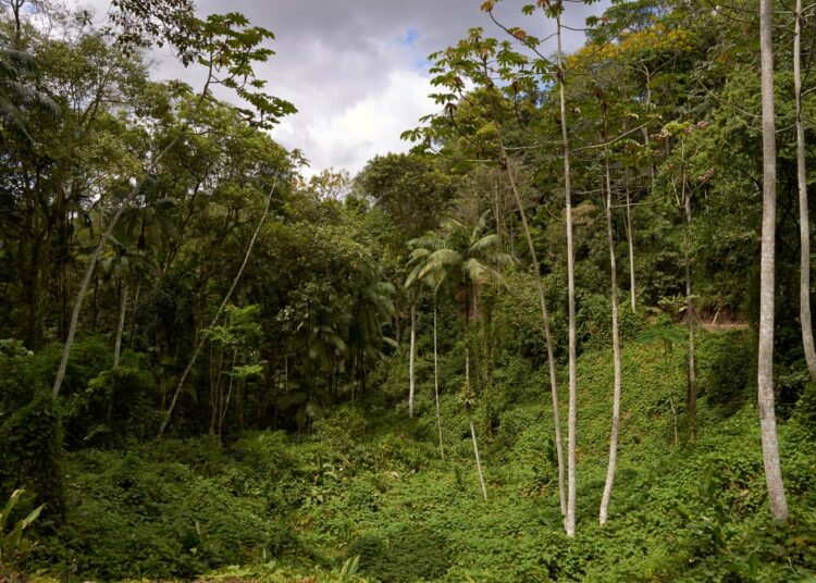 Sademetsiään soijapelloiksi raivaavassa Brasiliassa (kuva) päästövirta oli FAO:n tilastoinnin pohjalta 42 kiloa hiiltä hehtaarilta vuodessa.