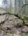 Hakataanko yhä enemmän Suomen vanhoista metsistä?