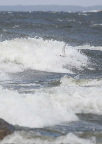 Kun ilmastonmuutos sulattaa jäätiköitä, suolainen merivesi laimenee eikä enää vajoa pohjaan Pohjois-Atlantilla, ja kiertoliike hyytyy. Kuvituskuva.