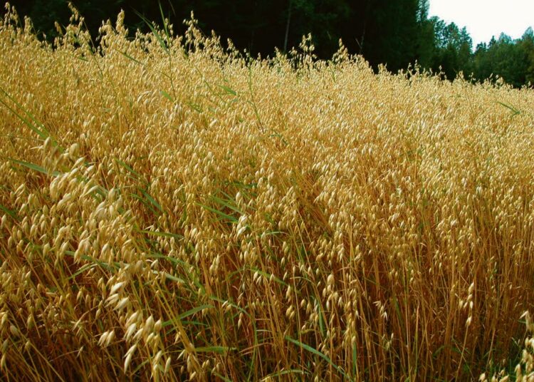 Kuluttajan kannalta merkintöjen suurin ongelma on, että elintarvikkeilta ei vaadita merkintää siitä, onko tuotantoketjussa  käytetty geenimuunneltua rehua. Kuvassa kauraa.