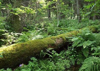 Metsän luontoarvoa lisää esimerkiksi runsas lahopuusto.