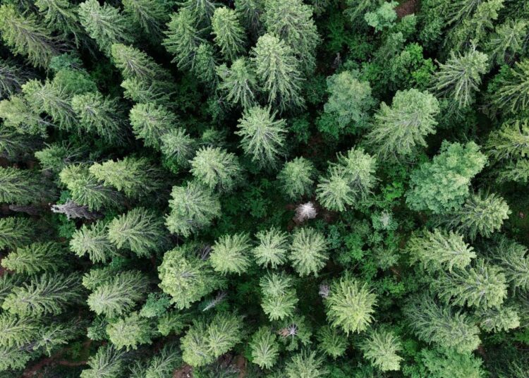 Greenpeacen maajohtajan Sini Harkin mukaan poliittiset päätökset ovat olleet ristiriidassa sen kanssa, miten ihmiset haluavat metsiä kohdeltavan.