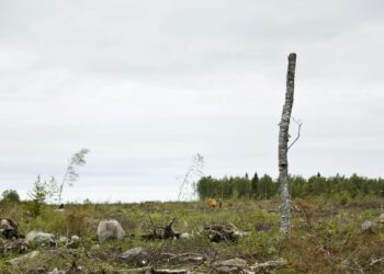 Tälle hakkuuaukealle Hanhikivenniemellä Pyhäjoella rakennetaan ydinvoimala.