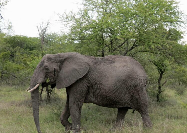 Afrikannorsun syöksyhampaat ovat tehneet siitä houkuttelevan kohteen salametsästäjille. Kuvan elefantti asuu Etelä-Afrikassa Krugerin kansallispuistossa.