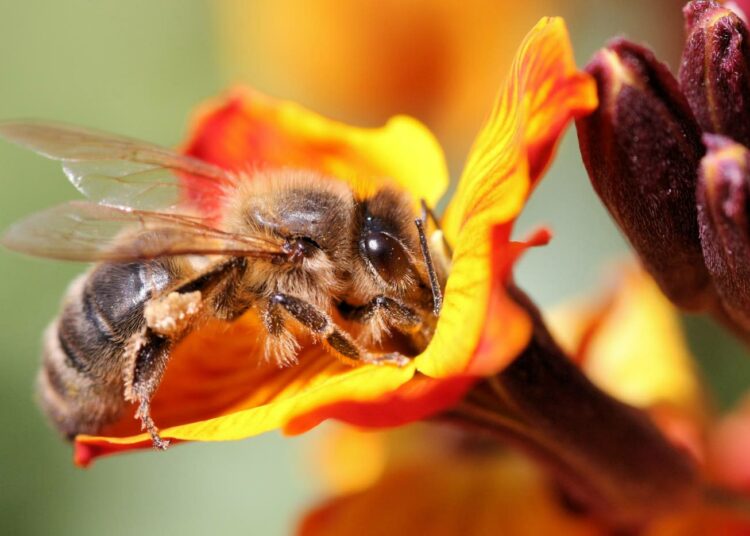 Mehiläiset ovat ratkaisevan tärkeitä hyötykasvien pölyttäjiä.