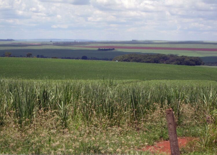 Sokeriruokoviljelmiä Ribeirao Pretossa, São Paulon osavaltiossa.