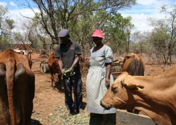 Karja on kautta Afrikan tärkeää taloudellisen kasvun ja elinkeinojen tukemisen kannalta. Kuvassa karjankasvattajia Zimbabwen Nkayissa.