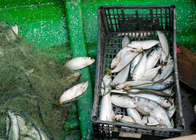 Elsalvadorilaiskalastajien saalis hupenee osittain ylikansallisten yritysten liikakalastuksen vuoksi. Espanjalaisella Calvolla on toimintaa ympäri maailmaa. Vuoden 2020 yritysraportin mukaan El Salvador on yksi sen tuottoisimmista maista.