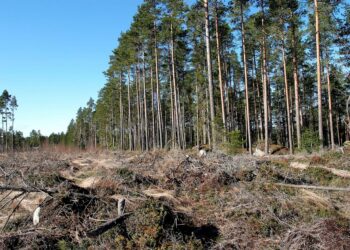 Suomen Luonnonsuojeluliitto arvioi, että riski luontoarvojen ohittamiseen kasvaa, kun metsänhoito yhtiöitetään Metsähallituksessa.