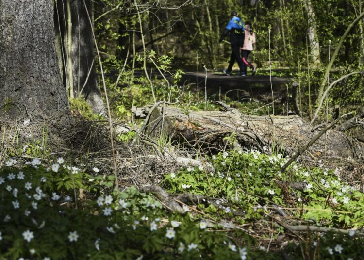 Asukkaille tärkeiden lähimetsien omistajat, kunnat ja seurakunnat, ovat nyt talousvaikeuksissa. Luonnonsuojeluliitto esittää Metso-suojelurahojen lisäämistä, mitä kautta lähimetsiä voitaisiin turvata. -Kuva Helsingin Keskuspuistosta.