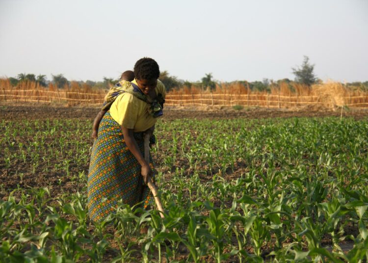 Valtaosalla malawilaisista maatiloista pelloilla työskentelee vain oman perheen väkeä. Nuorten maaltamuutto on vakava ongelma, sillä nuorten kaupungista lähettämä raha ei korvaa menetettyä työpanosta.
