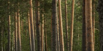 Taksonomia on luokitusjärjestelmä.