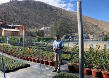 Raúl Ángel Flores taimitarhassaan, jonka kasveja kastellaan kierrätetyllä vedellä. Kaikki kaupungin jätevedenkäsittelystä saamat voitot sijoitetaan käsittelylaitoksen ylläpitoon.