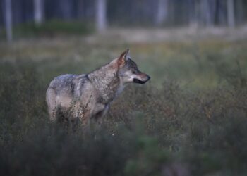 Susikanta puhuttaa niin Euroopassa kuin Suomess.