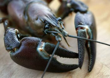 Rapujen uskotaan liikkuvan varsinkin pyyntikauden alussa vilkkaasti ja käyvän kalastajien mertoihin.