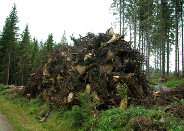 Kantoja korjataan hakkuiden jälkeen yhä enemmän energiakäyttöön, vaikka kantojen poiston pitkäaikaisvaikutuksista ei vielä ole tietoa.
