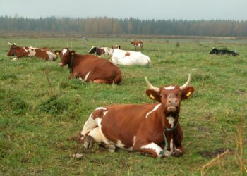 EU-komissiokin myöntää maito- ja nautakarjasektorin hankalan tilanteen.