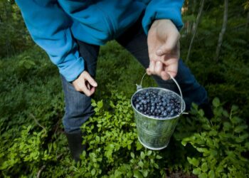Marjastaja voi myydä itse poimimansa marjat verovapaasti.