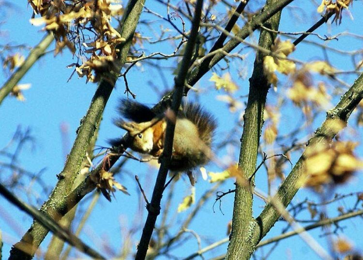 Oravat antavat tieteelle tärkeää tietoa metsien tilasta, ekosysteemeistä, luonnonsuojelusta sekä ilmastonmuutoksen ja vieraslajien vaikutuksesta metsiin.