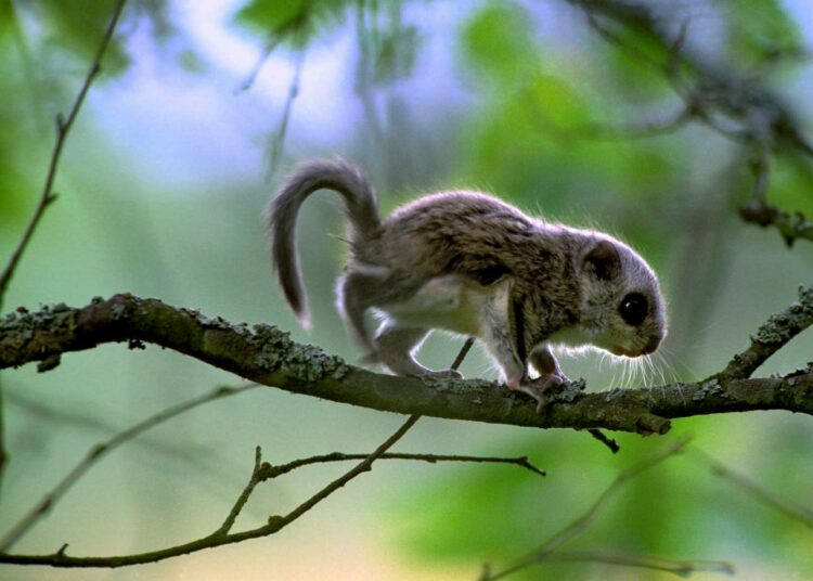 Liito-oravan poikaset tutkia pesän ulkopuolista maailmaa reilun kuukauden ikäisinä.