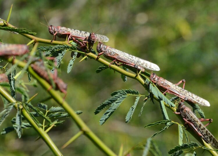 Afrikan sarven ohella tuhoisat heinäsirkkaparvet ovat iskeneet myös Luoteis-Intiaan.