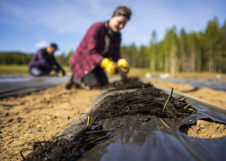 Venäläisiä ja ukrainalaisia kausityöläisiä oli viime kesänä Suonenjoella mansikantaimien istutuksessa.