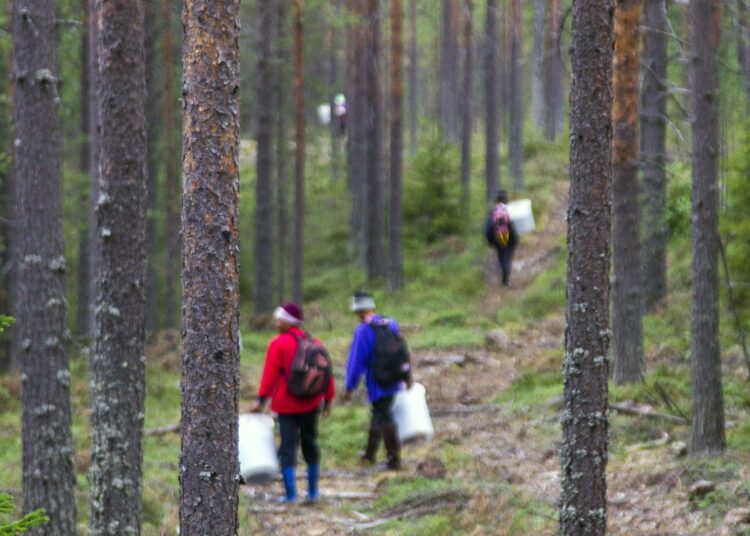 Thaimaalaisia marjanpoimijoita Rumon metsäalueella Valtimolla.